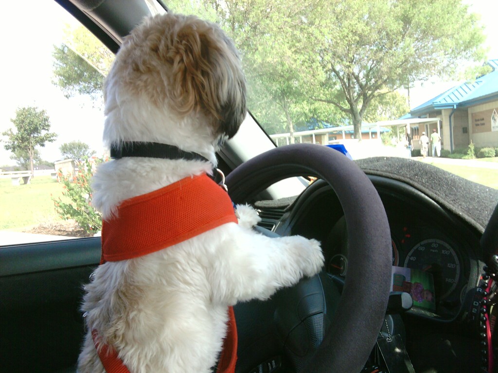 犬が運転